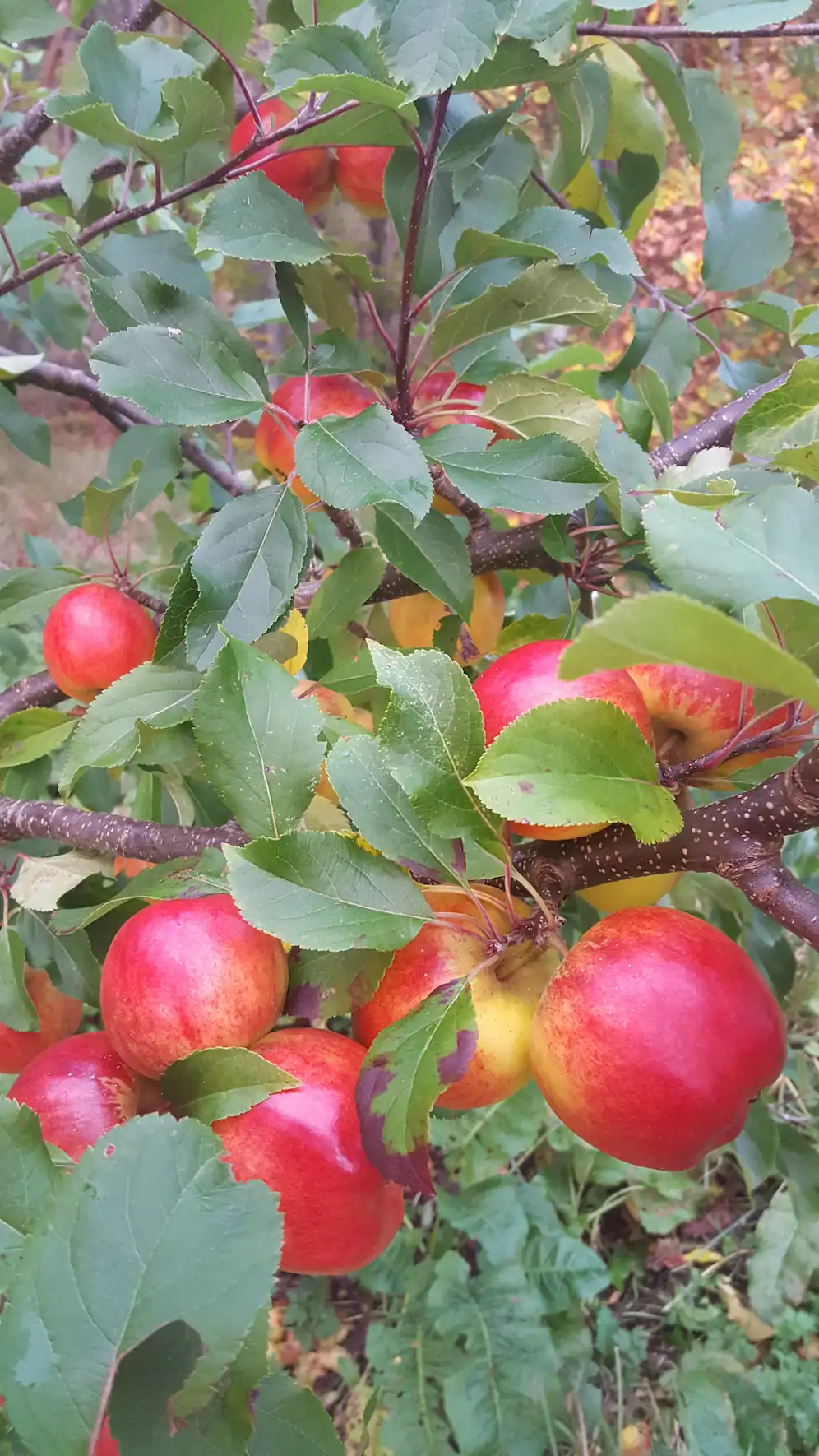 Apples on a tree