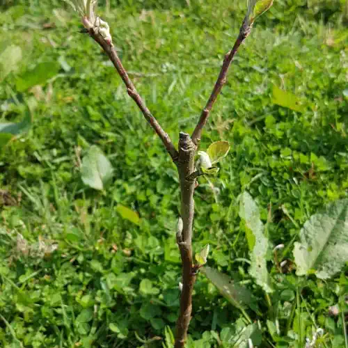 A newly grafted apple tree